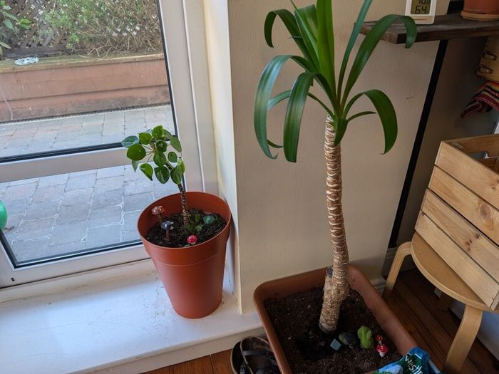 Low Maintenance Palm Tree