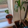 Mature Chinese Money Plant icl. Pot Image 4