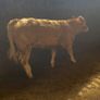 2 breeding  heifers Image 9
