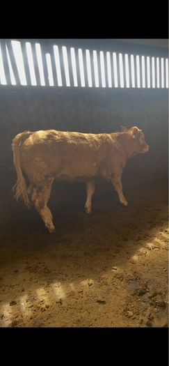 2 breeding  heifers