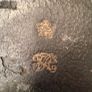 Genuine Crown Stamped dispatch box Image 8