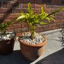 Trachycarpus Fortunei plants in ceramic pots Image 3
