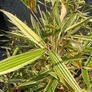 Variegated Bamboo Image 2