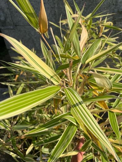 Variegated Bamboo