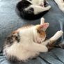 kittens to adopt Image 3