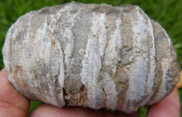 Big Coral fossil w/ complete silicification