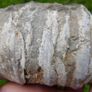 Big Coral fossil w/ complete silicification Image 7