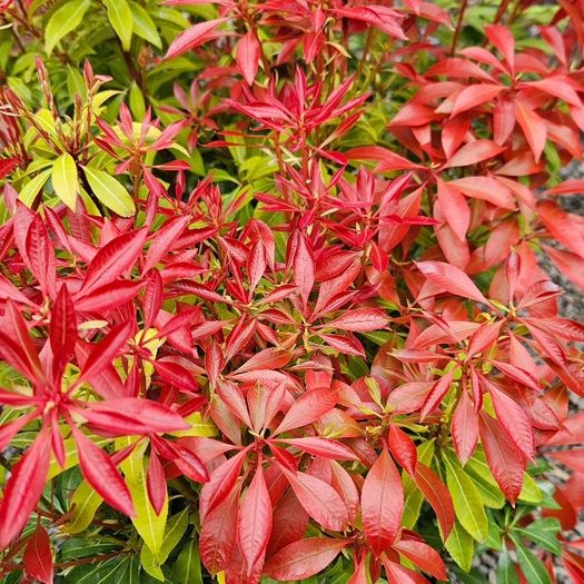 Shrubs and Garden Plants