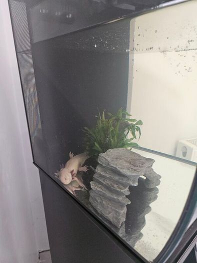 Axolotl for sale