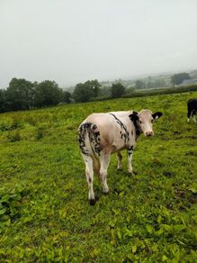 Calves