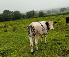 Calves
