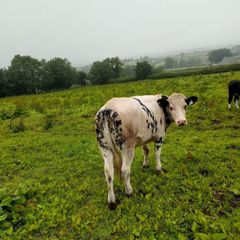 Calves