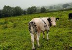 Calves