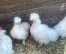silkie chicks