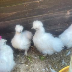 silkie chicks
