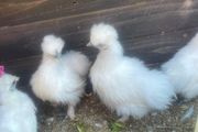 poultry