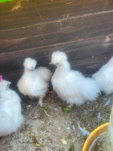 call ducklings and silkie chicks
