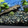 blue parrot cichlid Image 5