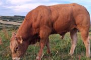 Super Pedigree Registered Limousin Eby Bull