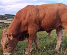 Super Pedigree Registered Limousin Eby Bull