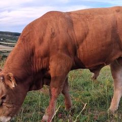 Super Pedigree Registered Limousin Eby Bull