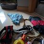 Dog Image 4