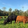 InCalf 4 & 5 Star Stabiliser X Heifers Image 6