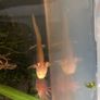 Axolotls Image 2