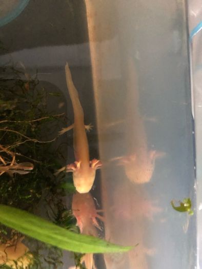 Axolotls