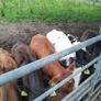 10 weanling heifers Image 4