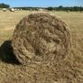 Round bales of hay (No fert, sprays or slurry ) Image 8