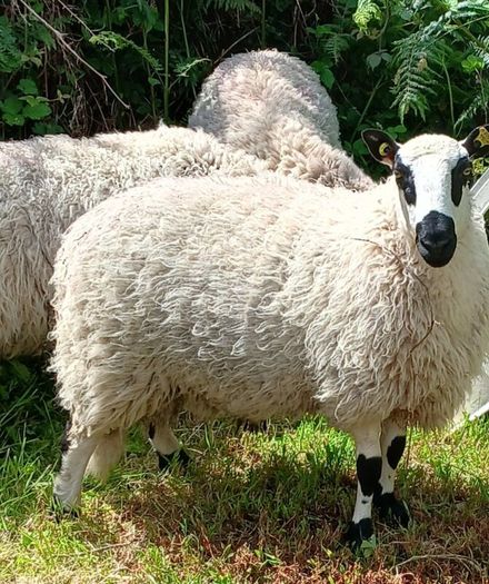 Excellent Kerryhill Hogget rams for sale