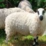 Excellent Kerryhill Hogget rams for sale Image 7
