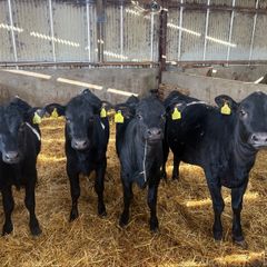 4 Angus heifers