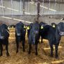 4 Angus heifers Image 2