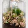 Large Glass Plant Terrarium with Fittonia & Fern Image 2