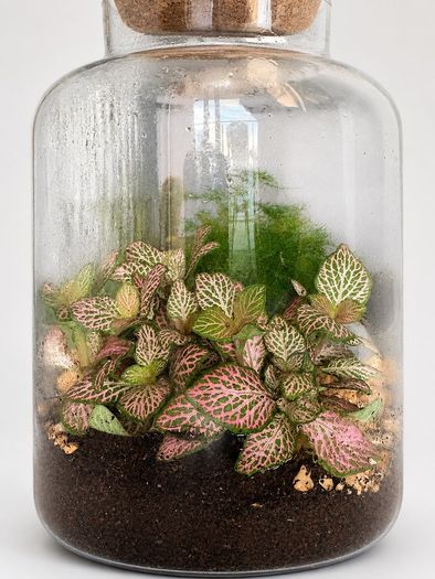 Large Glass Plant Terrarium with Fittonia & Fern