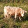 Calves Image 5