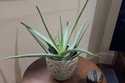 Aloe Vera Plant