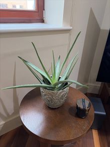 Aloe Vera Plant