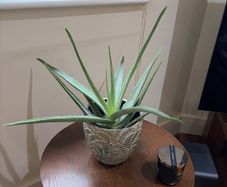 Aloe Vera Plant