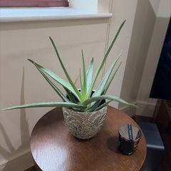 Aloe Vera Plant
