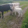 Cows Image 6