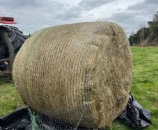 30 bales of top quality second cut silage