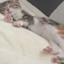 kittens free to good home Image 3