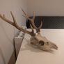 Deer Skull Image 2