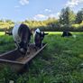 Pygmy goats Image 3