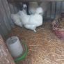 Purebred Silkie Bantam Chicks Image 5