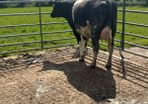 Dairy stock