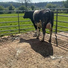 Dairy stock